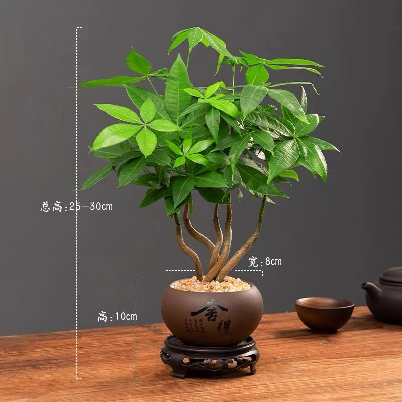 造型发财树桌面绿植奇趣发财树盆景办公室好养四季常青植物吸甲醛