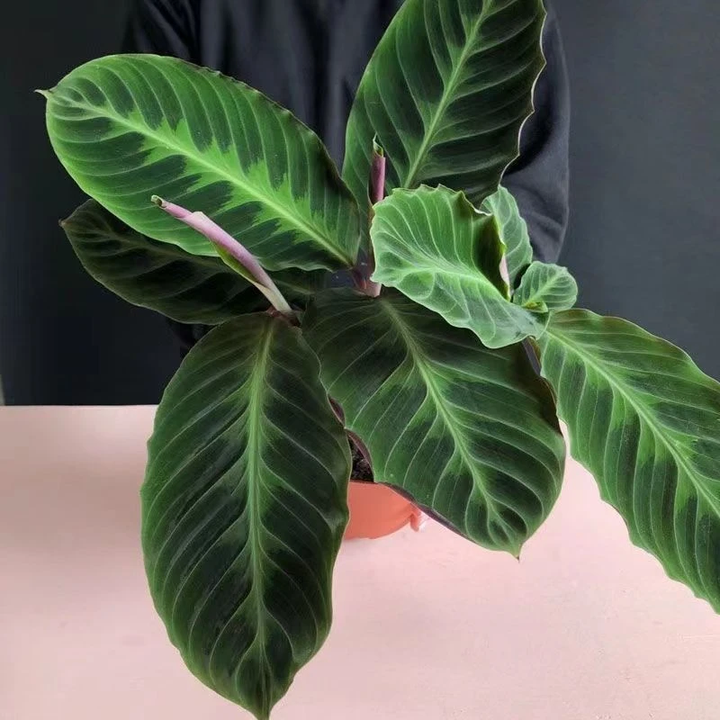 天鹅绒竹芋室内盆栽观叶彩虹桌面绿植办公室水培净化空气绿植客厅