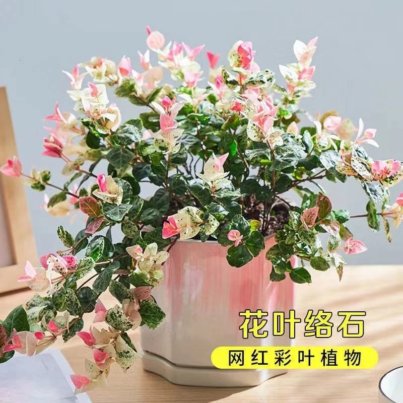 彩叶黄金五彩络石花苗盆栽吊兰垂钓爬藤植物阳台庭院绿植花卉耐寒