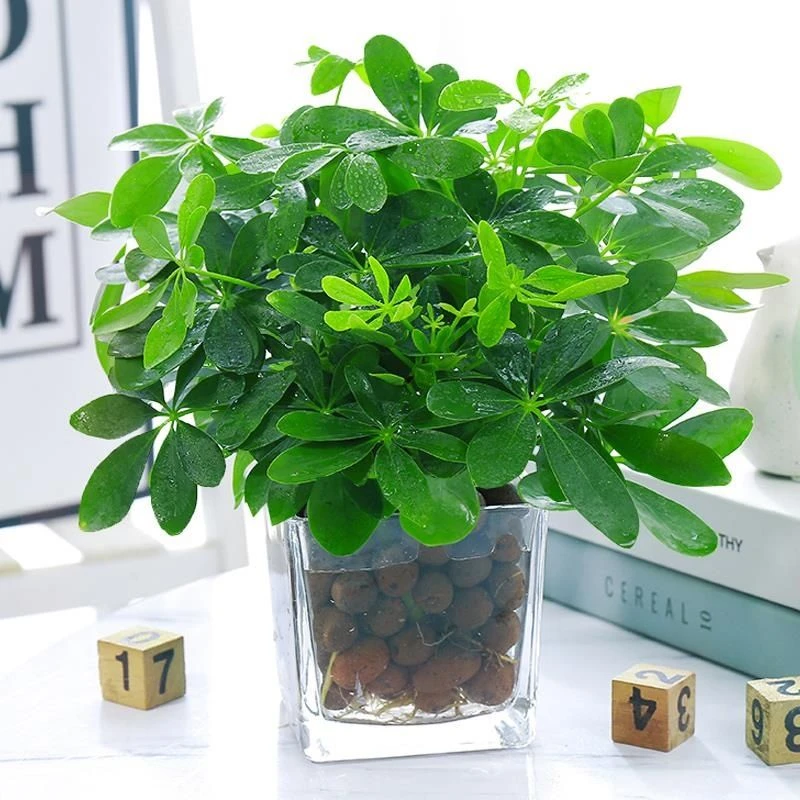 七叶莲水培盆栽招财树植物室内花卉水养绿植八方来财鸭脚木发财树