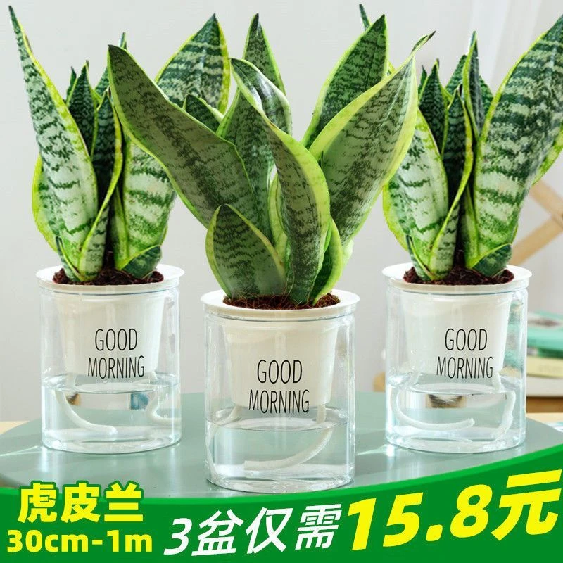 金边虎皮兰新房盆栽内绿植花卉办公室四季好养活