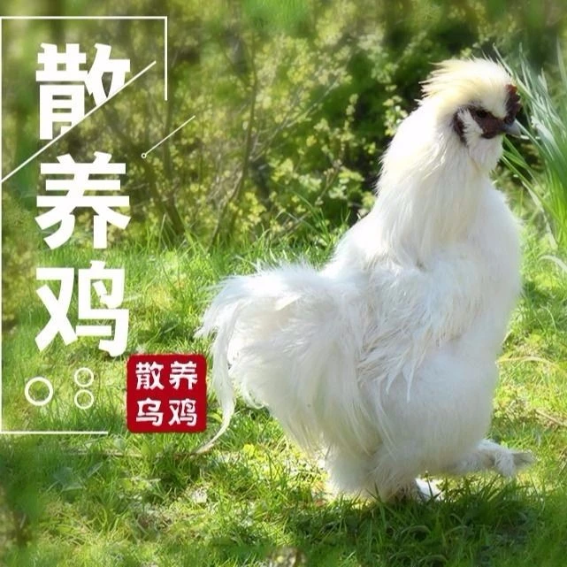 正宗白凤乌鸡农家散养土乌骨鸡单只2斤食用老母鸡土鸡月子鸡营养