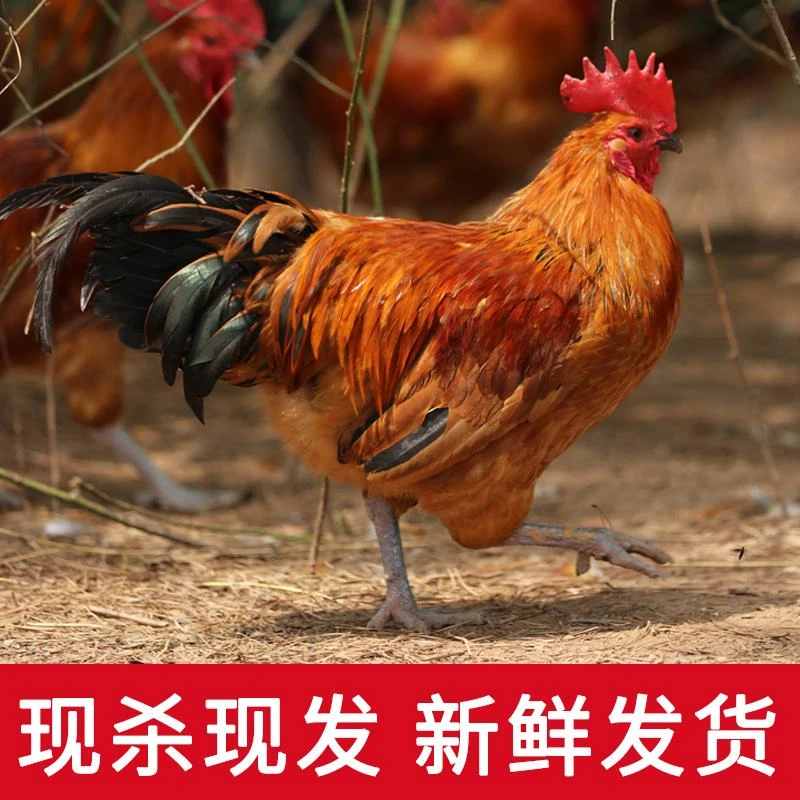 拍一送一农家散养大公鸡红羽大公鸡新鲜现杀土鸡笨公鸡肉质鲜美