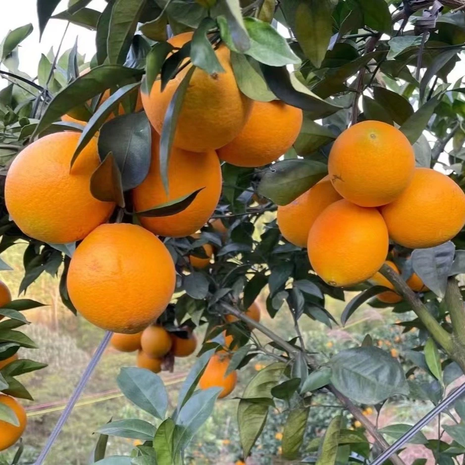 江西正宗赣南信丰脐橙现摘现发10斤装-20斤装无籽 新鲜 不催熟