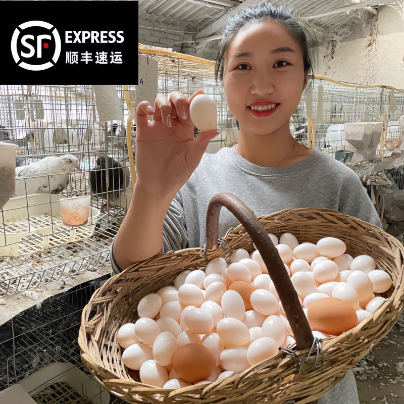 杂粮鸽子蛋 当天鲜蛋 鸽棚直发 顺丰包邮 (30枚-60枚装)