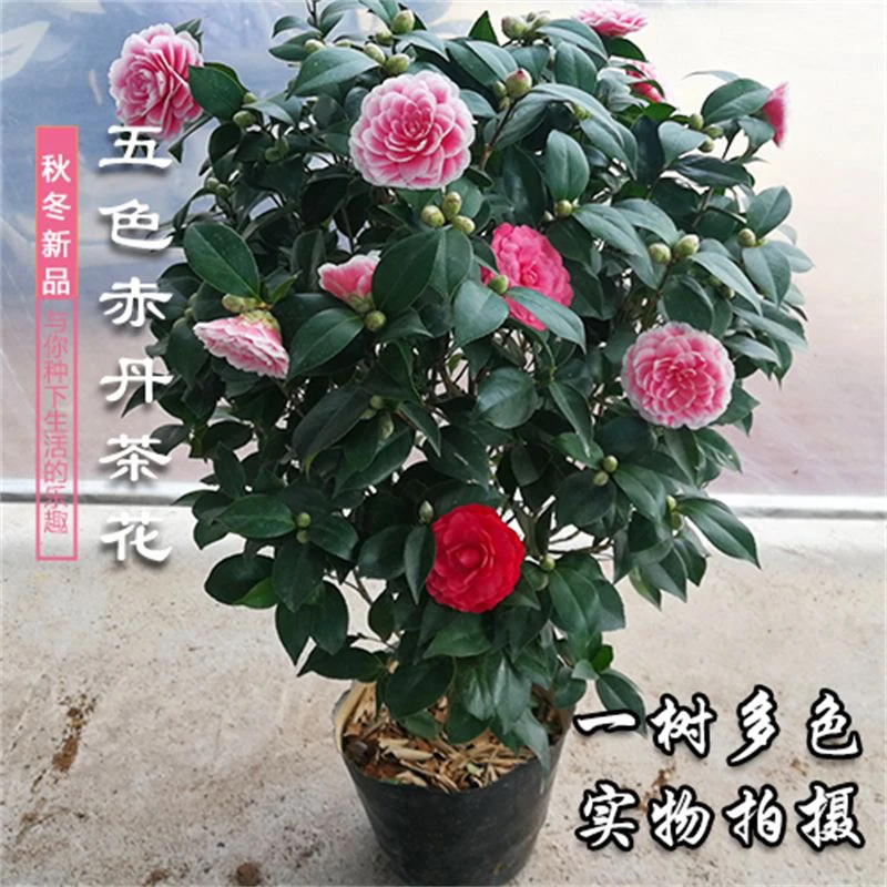 【福利款】正版五色赤丹茶花盆栽带花苞发货耐寒耐热室内外庭院植物