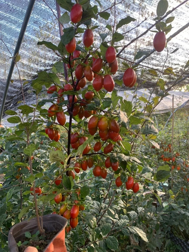 老鸦柿盆景1链接