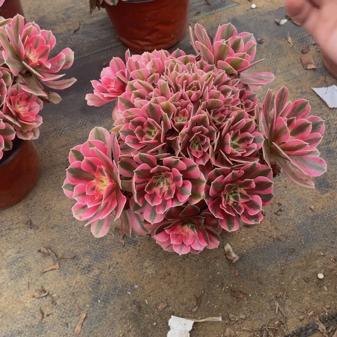 1018女巫法师多肉断枝不包