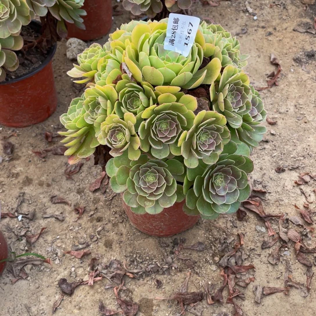 1567万法师多肉断枝不包