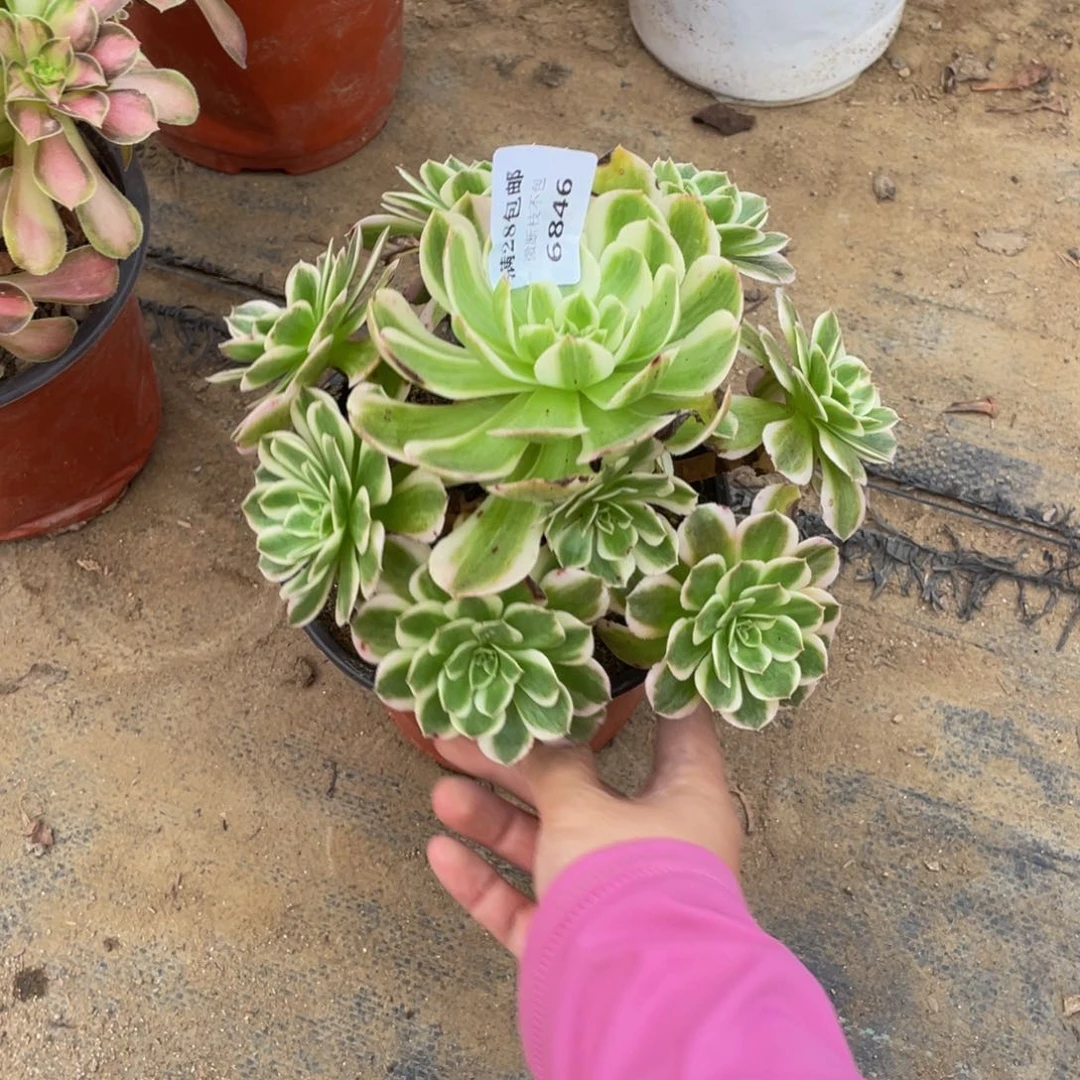 6846海王法师多肉断枝不包不售后