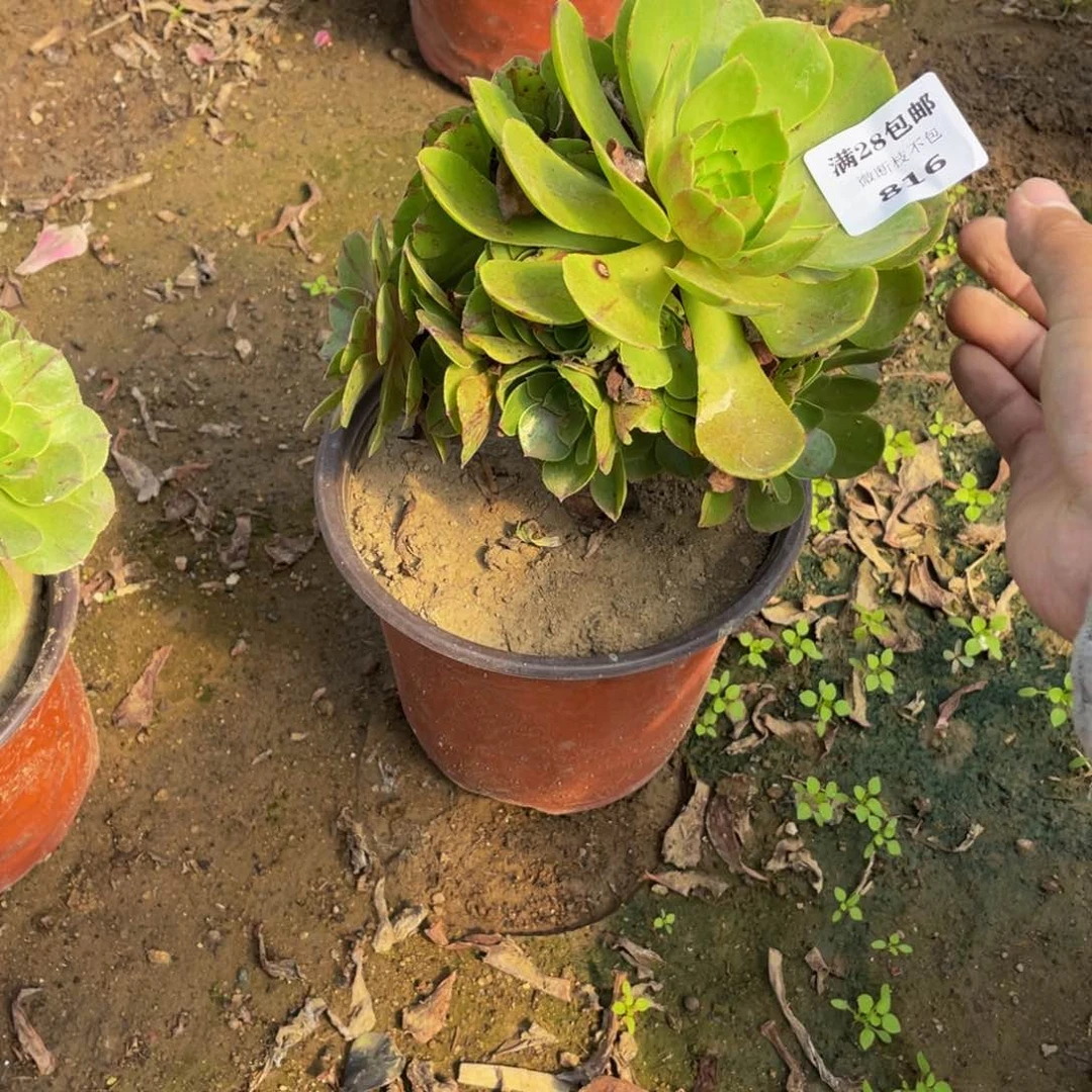 816 法师多肉断枝不包