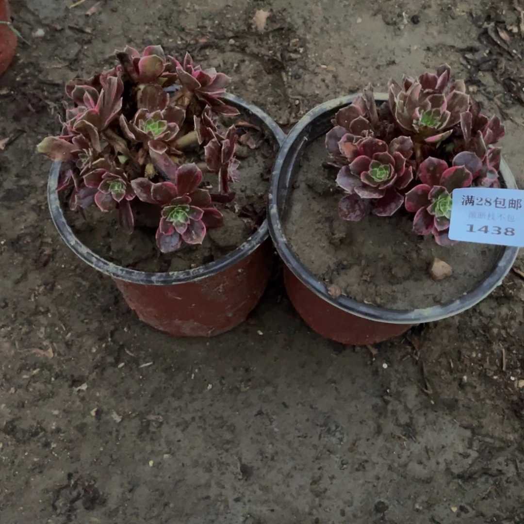 金*1438，1439 法师多肉断枝不包