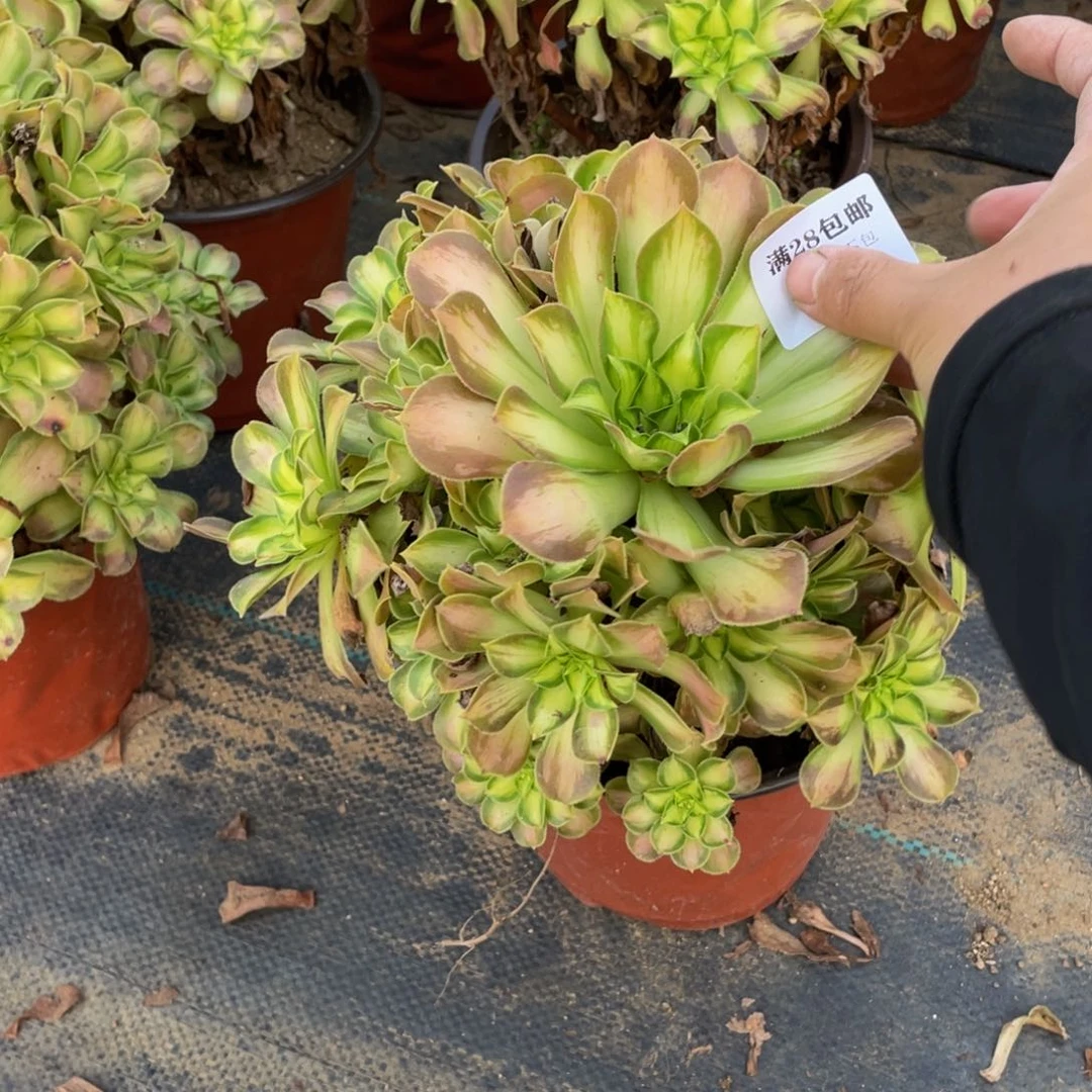 1601韶华法师多肉断枝不包