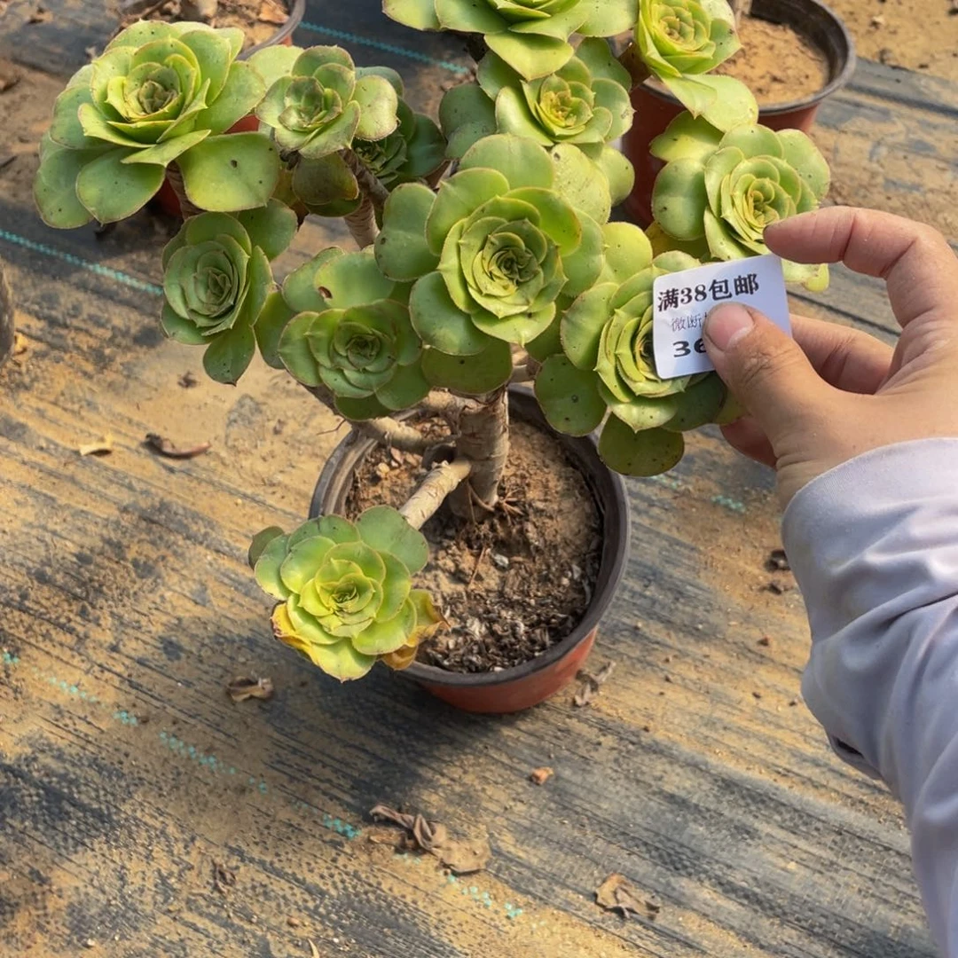 3698君美丽法师多肉断肢不包不售后