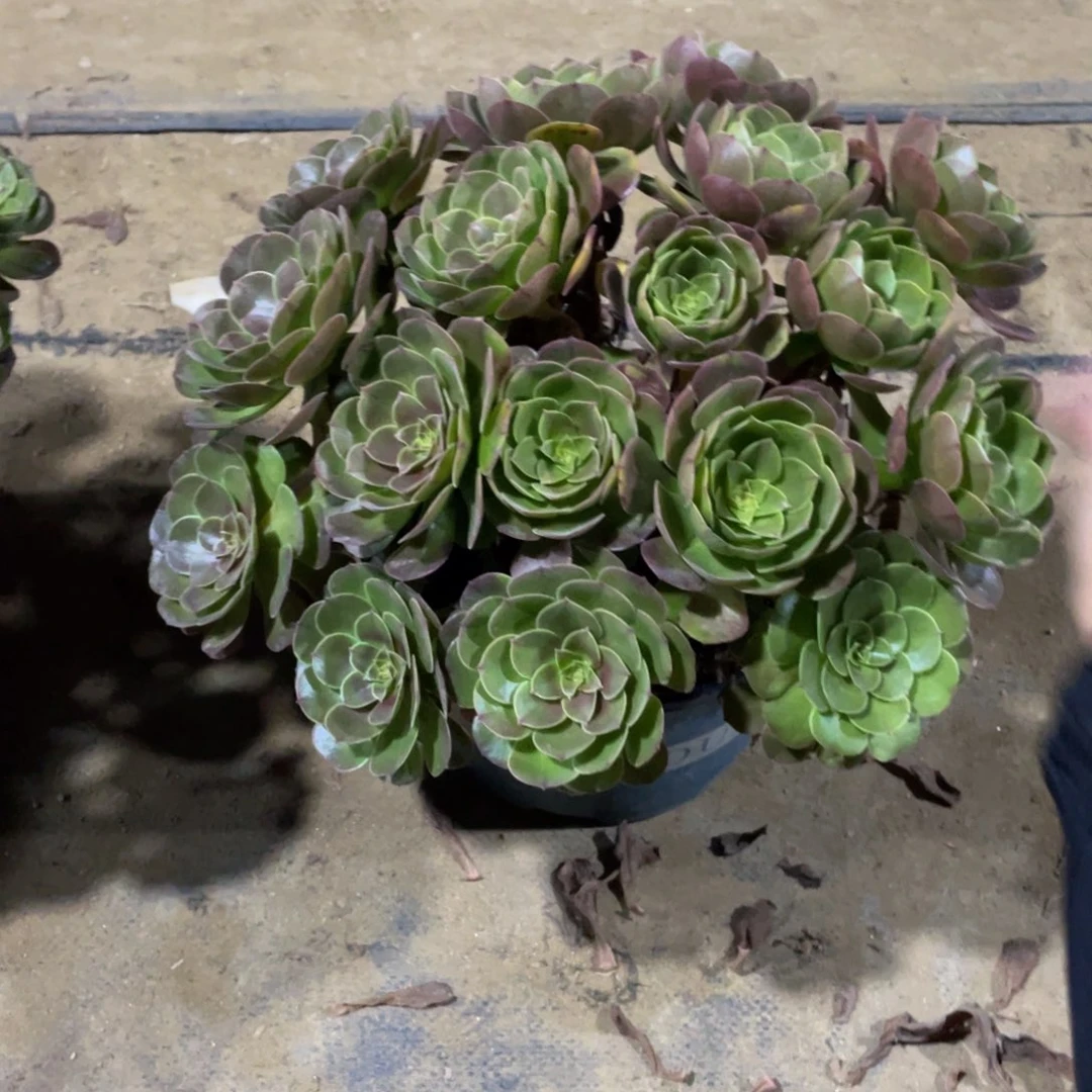 891万法师多肉断枝不包