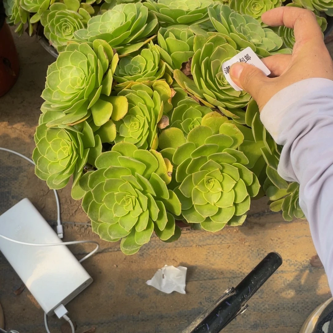 3784万法师多肉断肢不包不售后