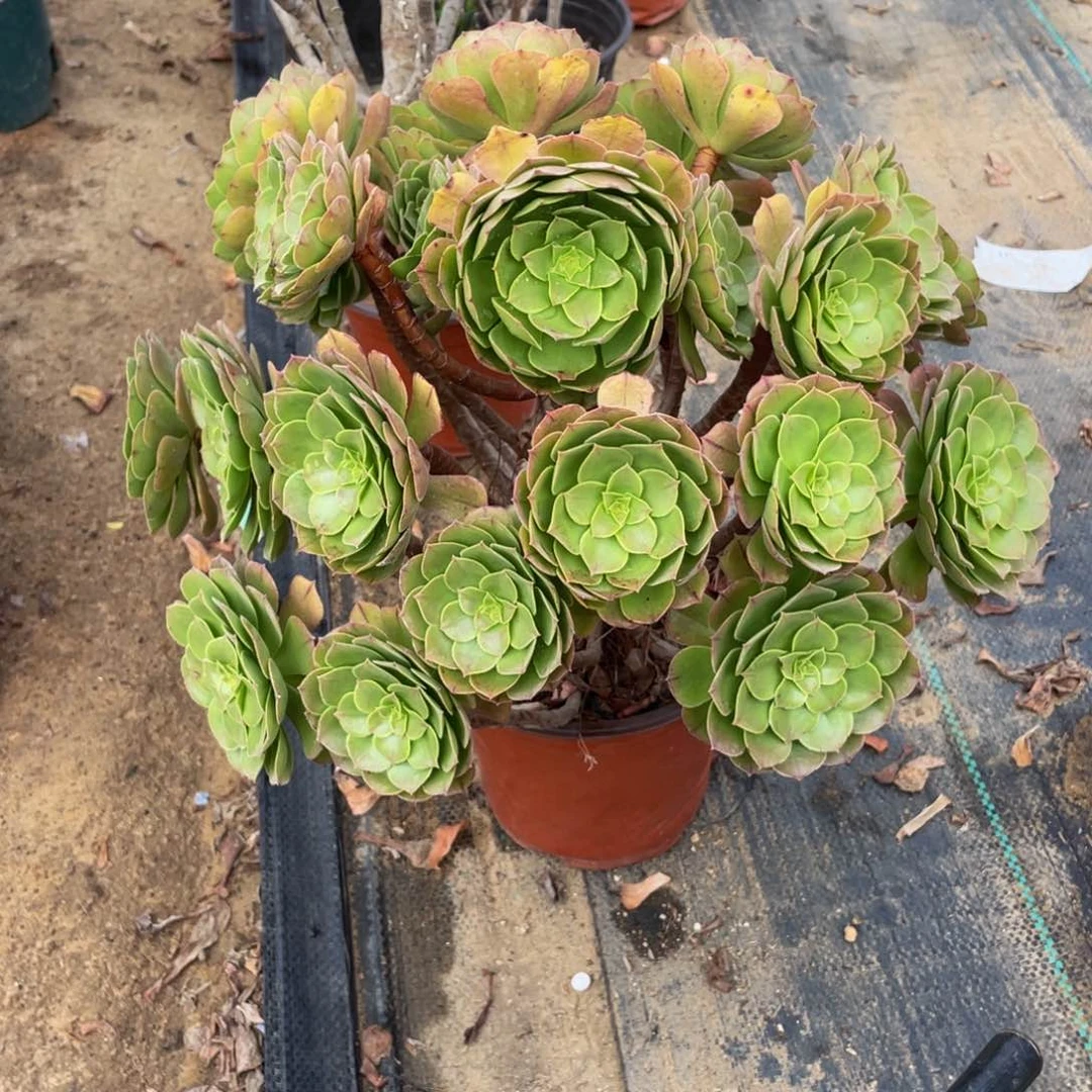 429沙拉碗法师多肉断枝不包