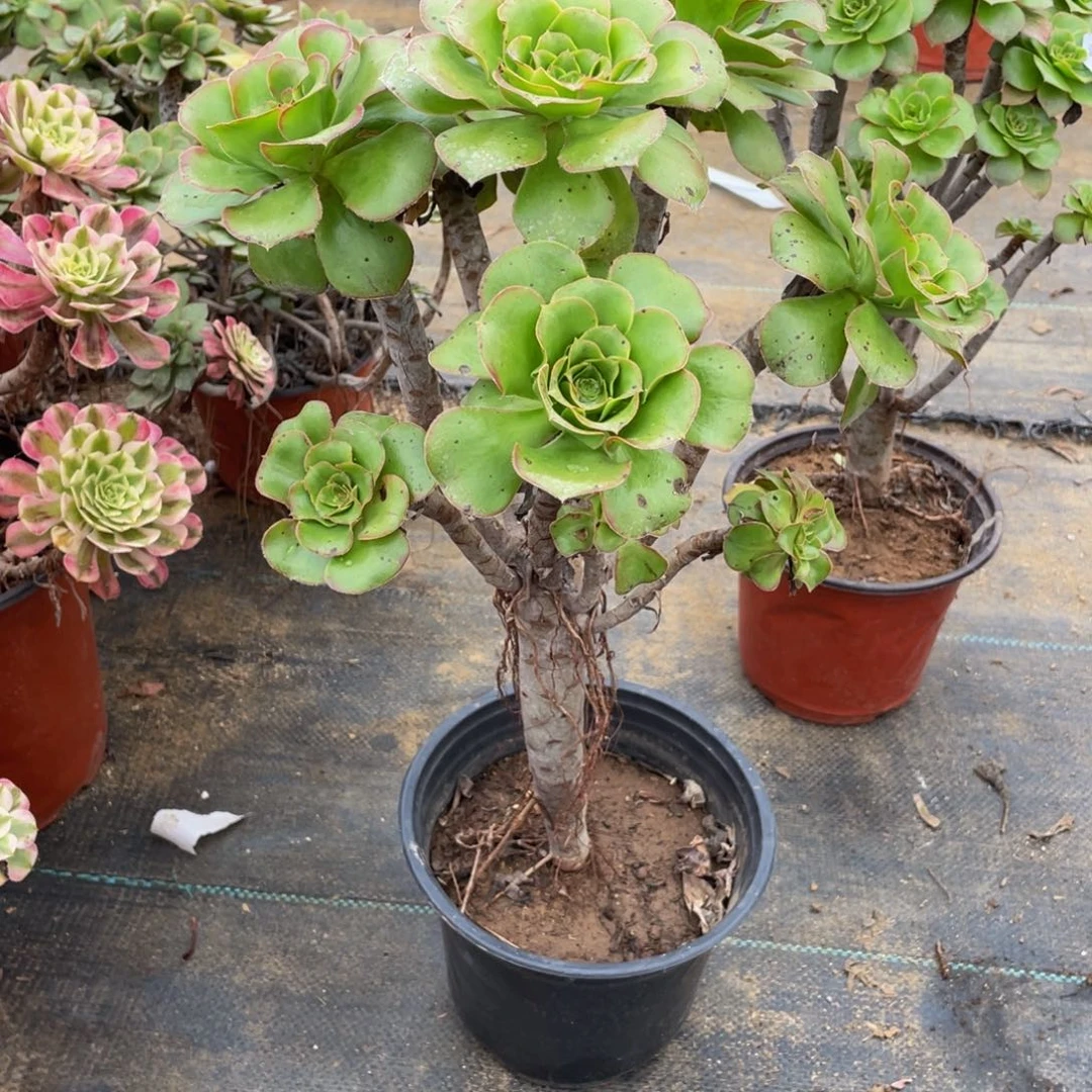 沈*6794君美丽法师多肉断枝不包不售后