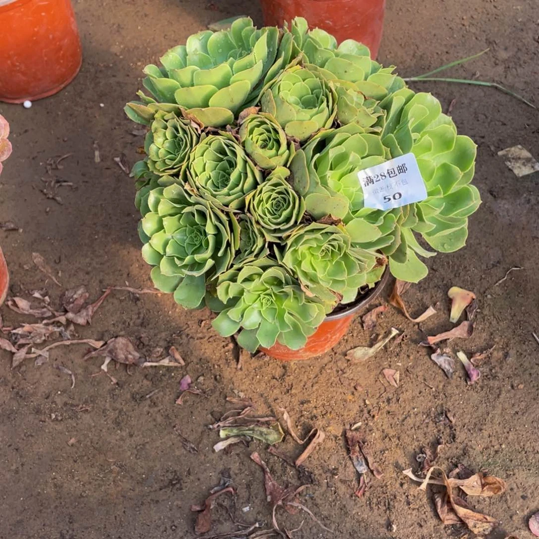 50绿杨蓉法师多肉断枝不包