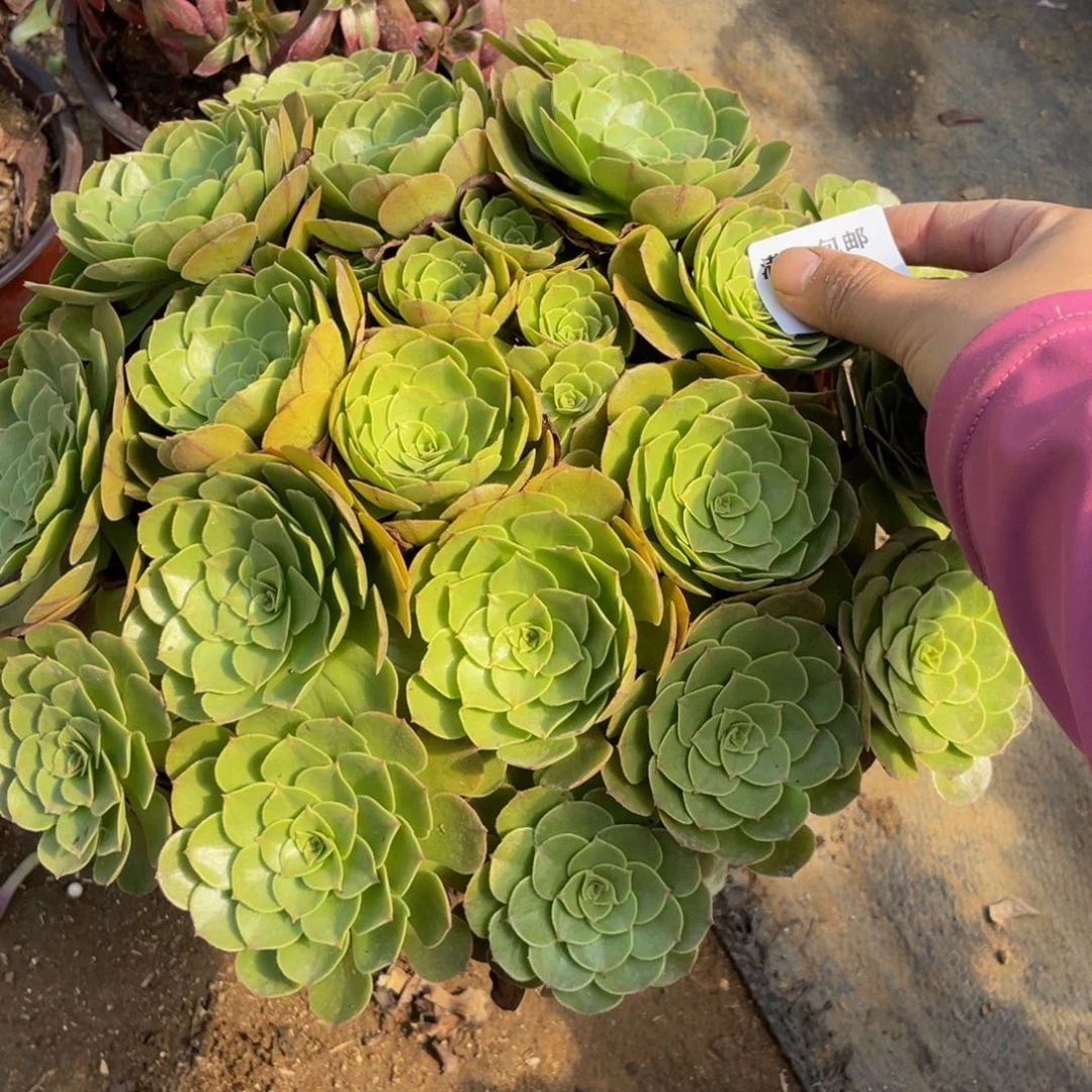 2536万法师多肉断枝不包不售后