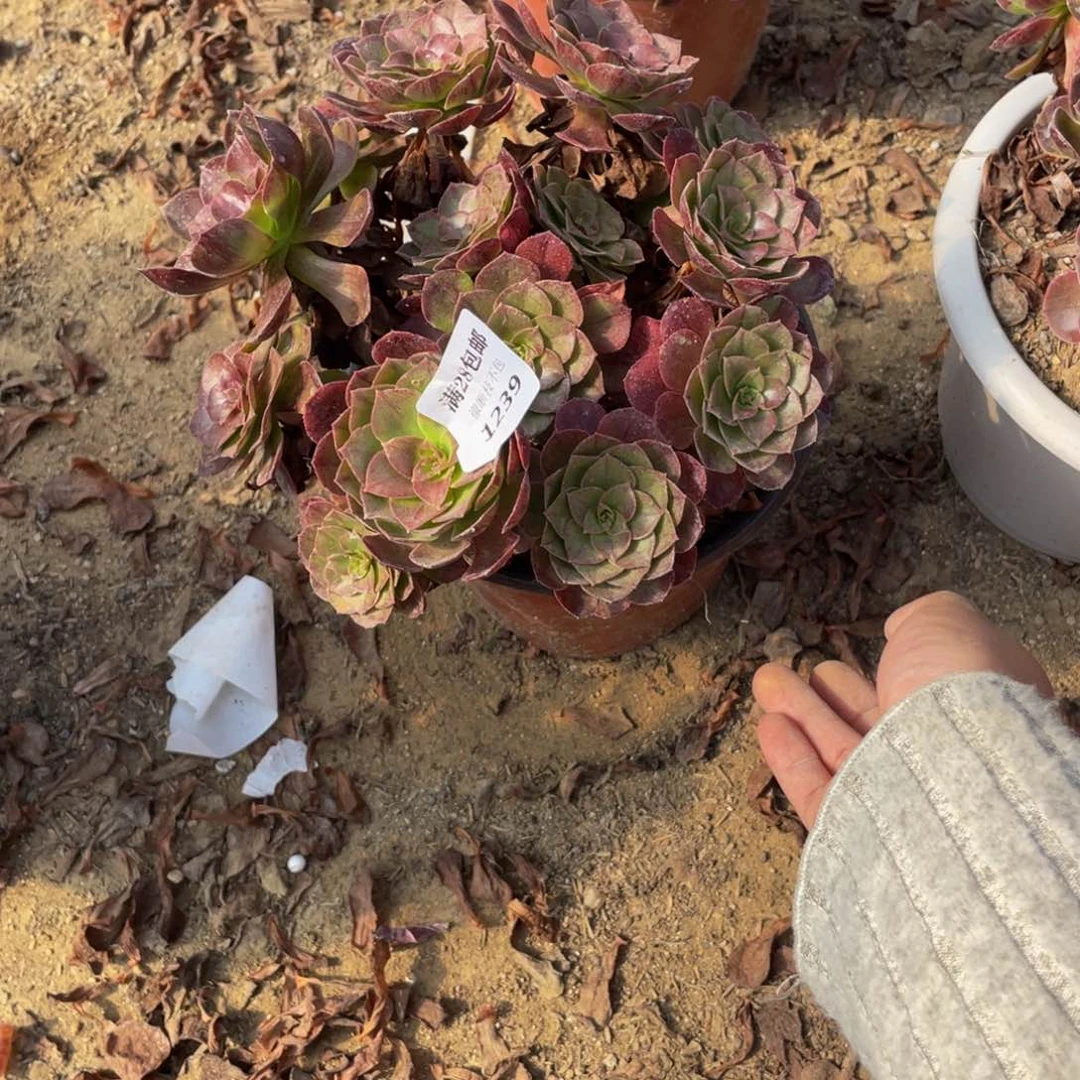 1239黑魔法师多肉断枝不包