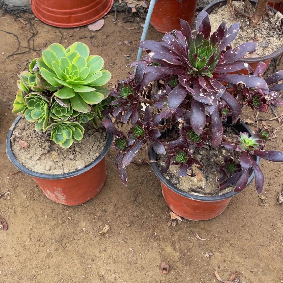 726，727叶伤法师多肉断枝不包