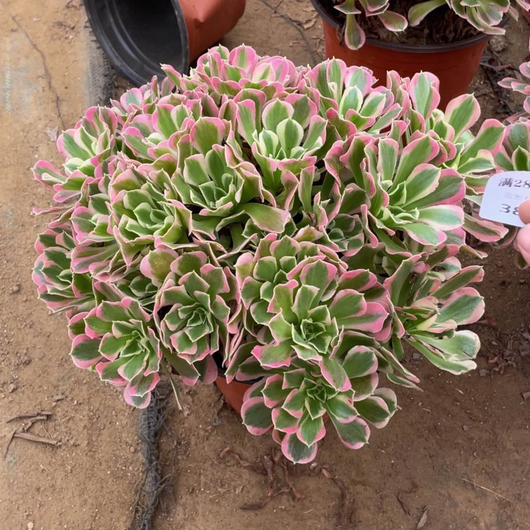 3857雨花石法师多肉断枝不包