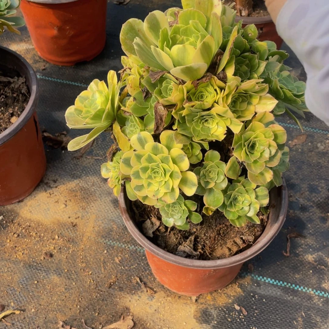 3706翡翠琉璃法师多肉断肢不包不售后