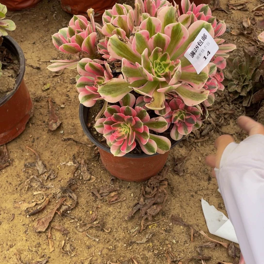 14分女法师多肉断枝不包