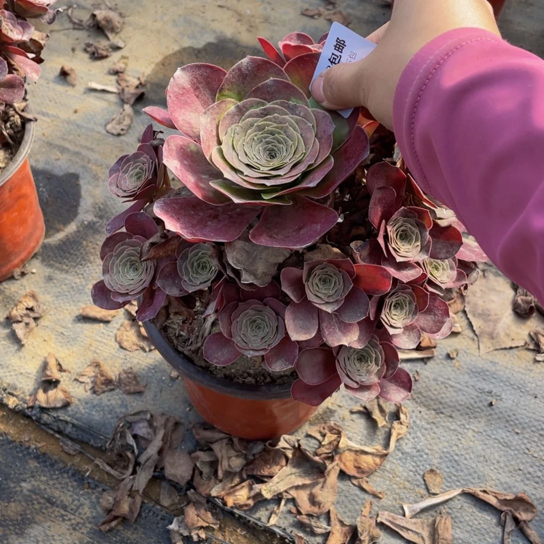 2851美金法师多肉断枝不包不售后