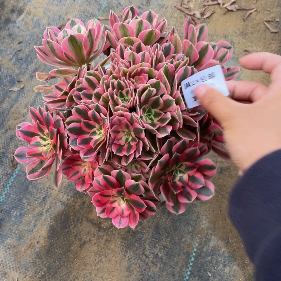 1140分女法师多肉断枝不包