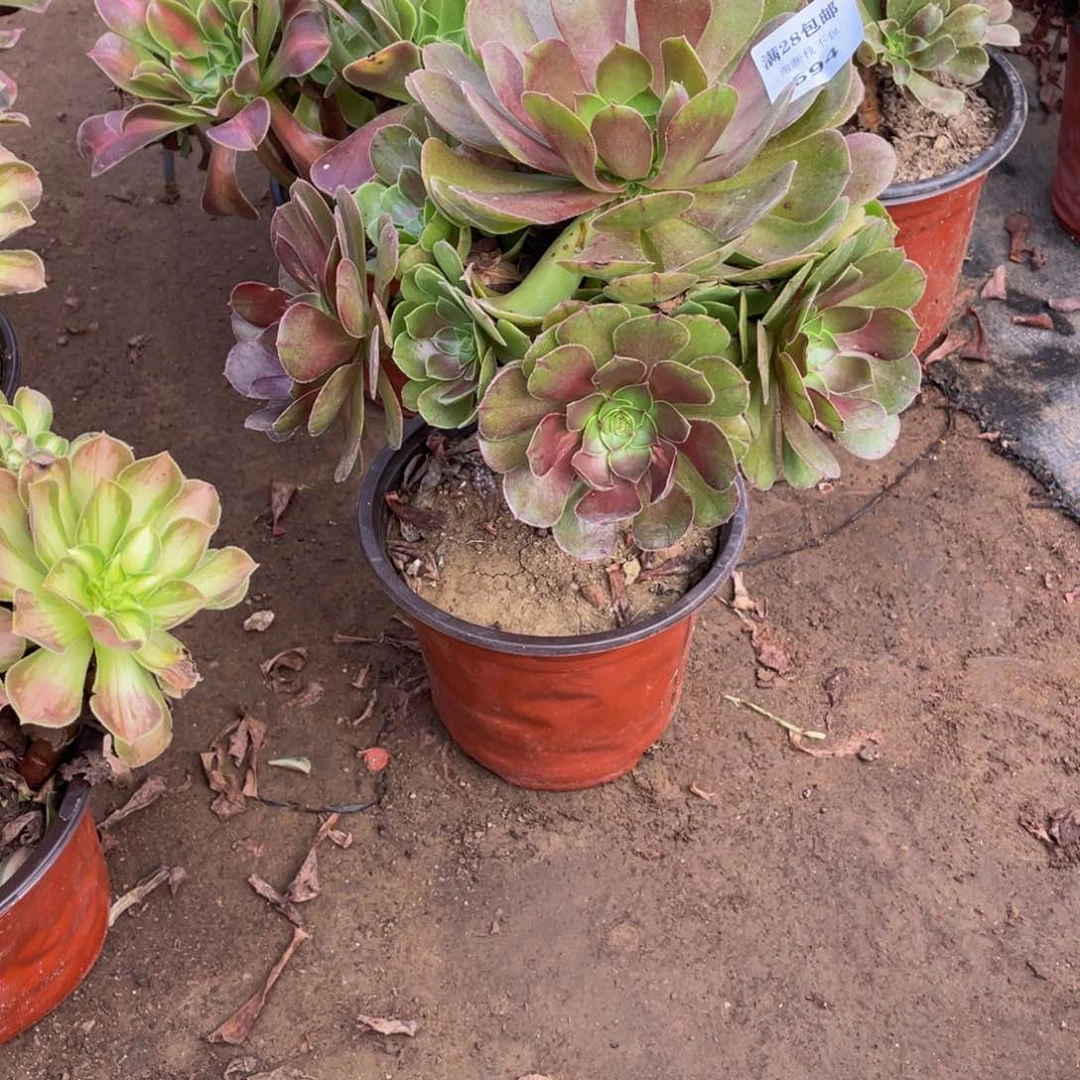 694万法师多肉断枝不包