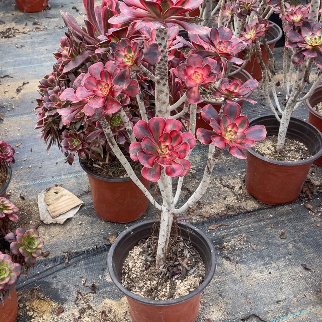 541箱法师多肉断枝不包