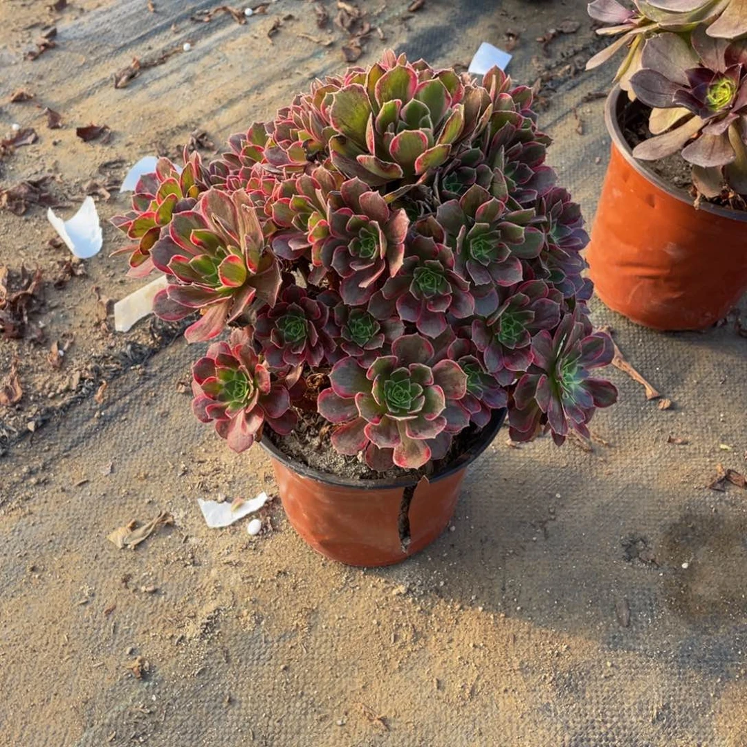 1575安那法师多肉断枝不包