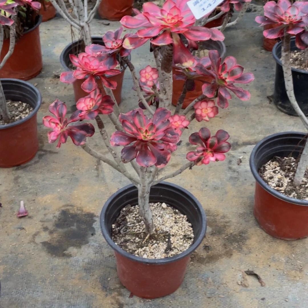 1423 法师多肉断枝不包