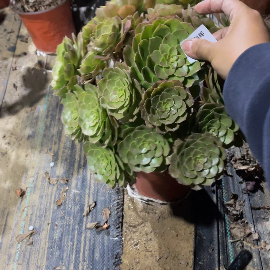 304万法师多肉断枝不包