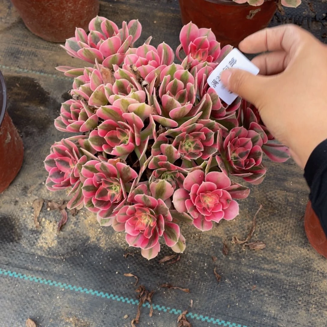 819分女法师多肉断枝不包