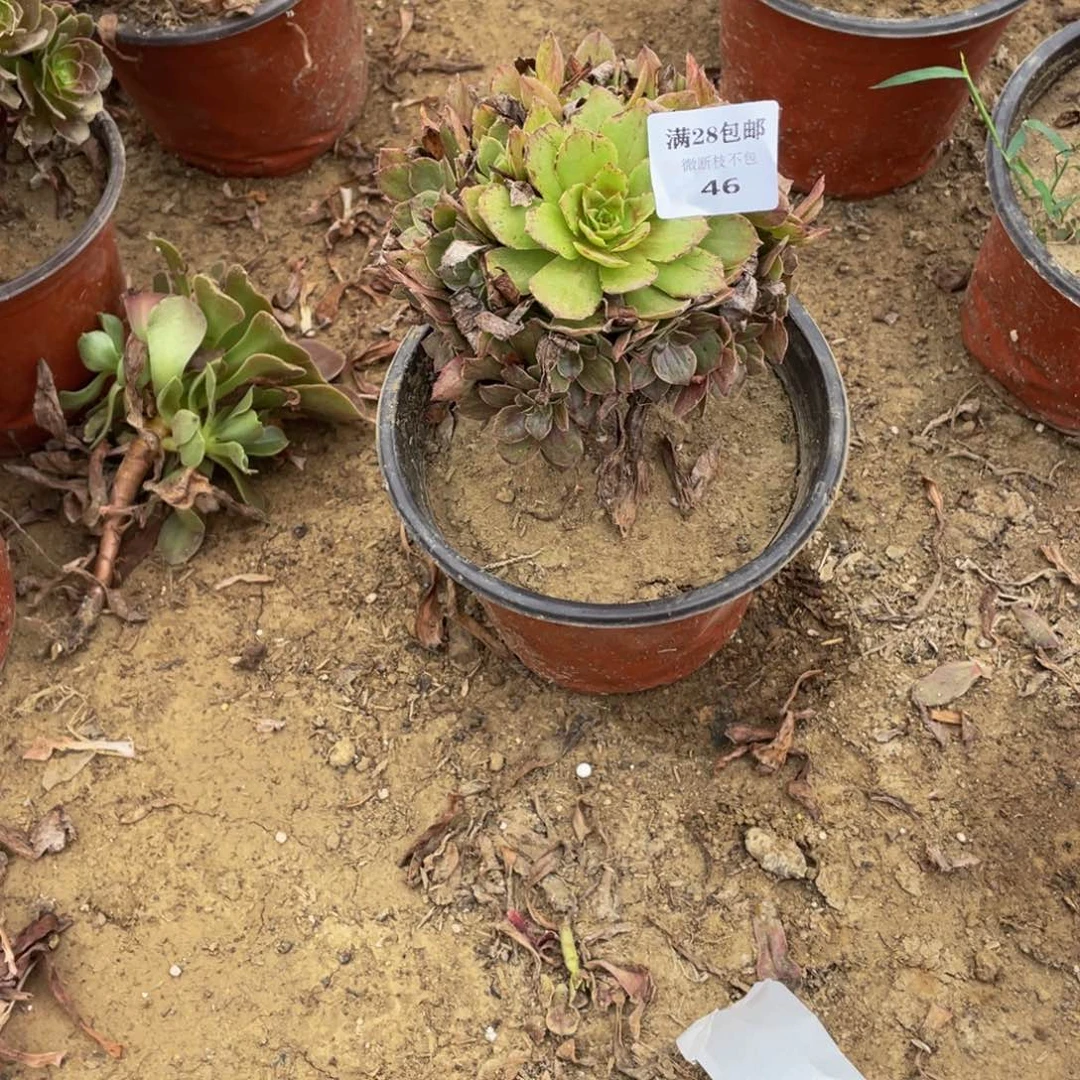 46 法师多肉断枝不包