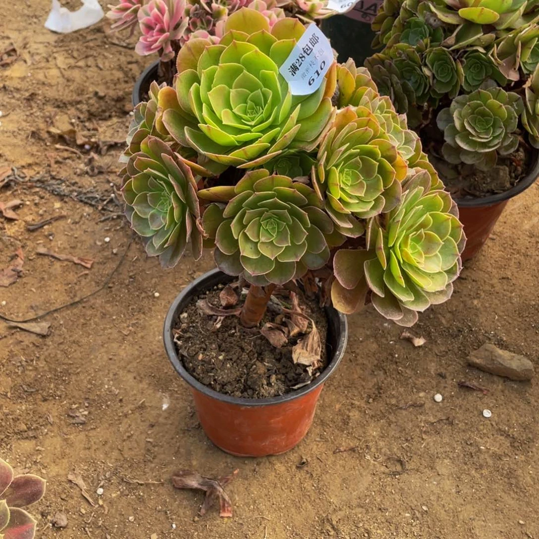 610万法师多肉断枝不包