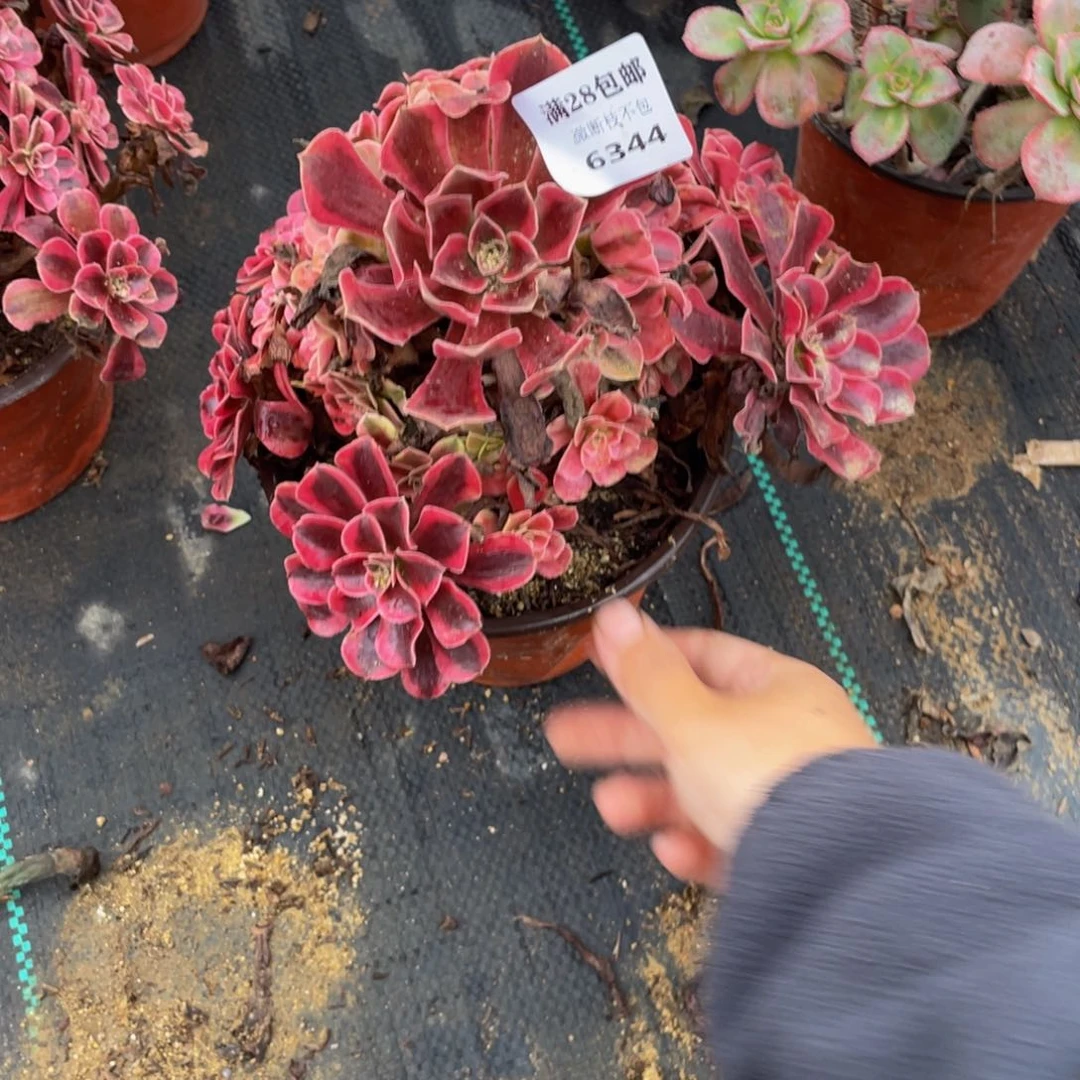 6344美杜莎会断枝法师多肉断枝不包不售后