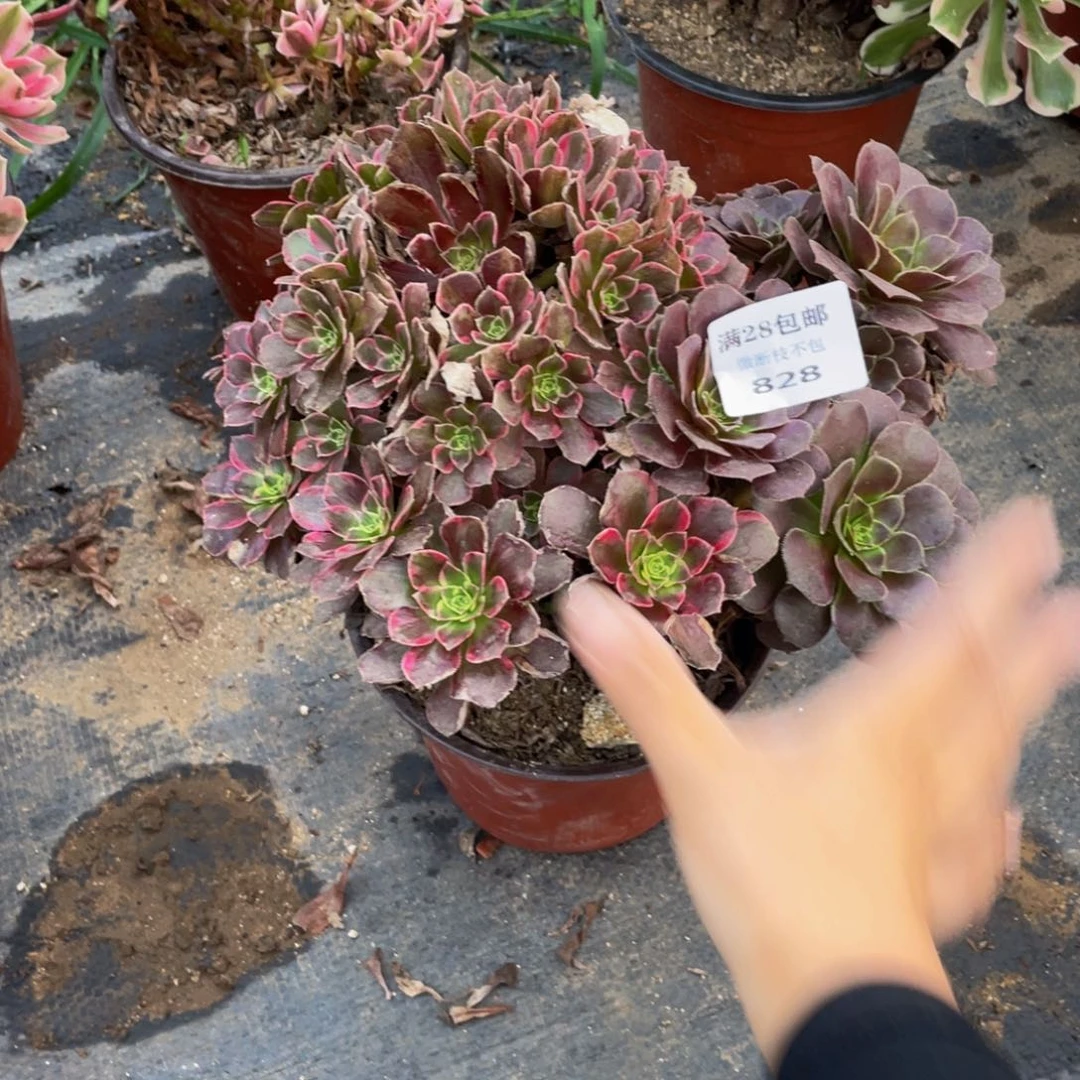 828安娜法师多肉断枝不包