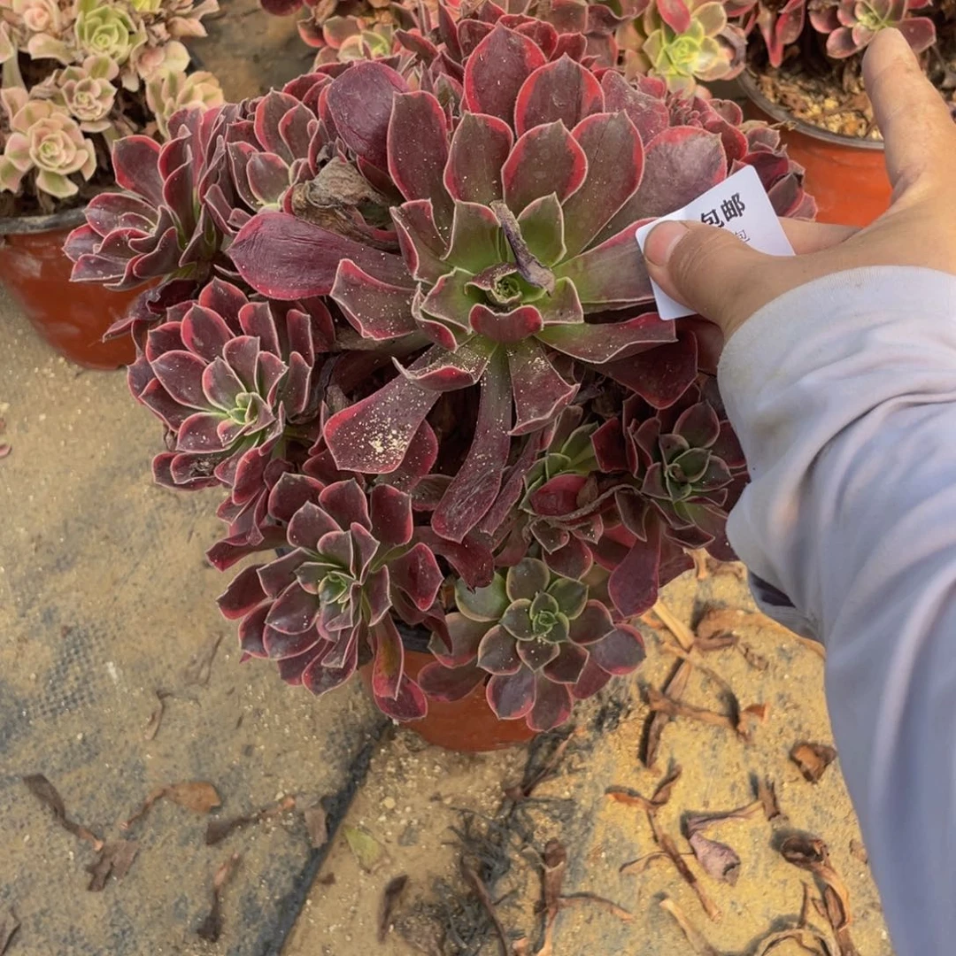 3745金丝雀法师多肉断肢不包不售后