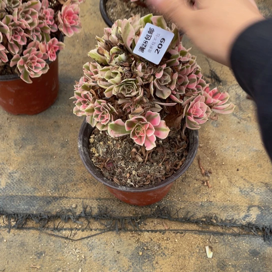 209分女法师多肉断枝不包