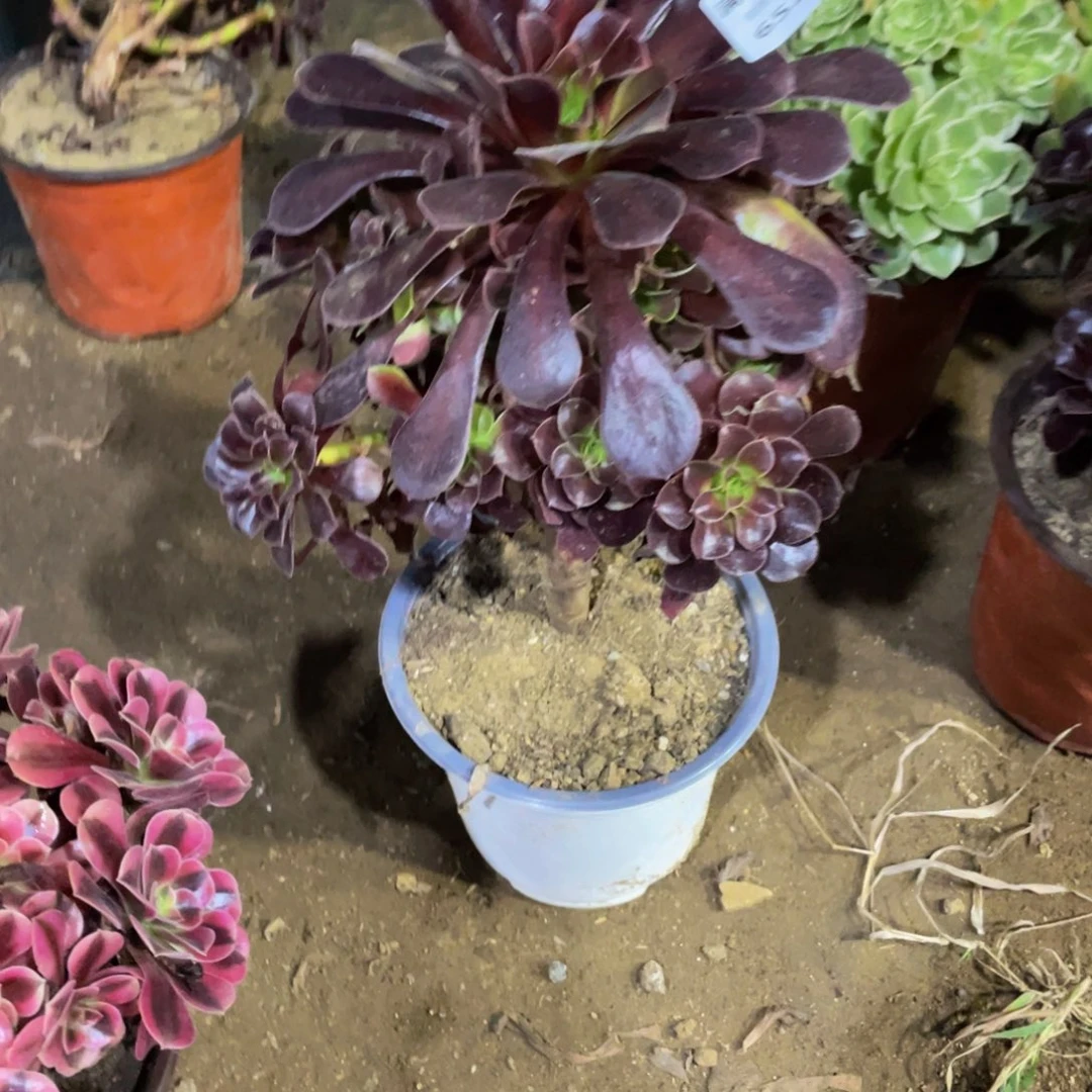 6529欧子法师多肉断枝不包不售后