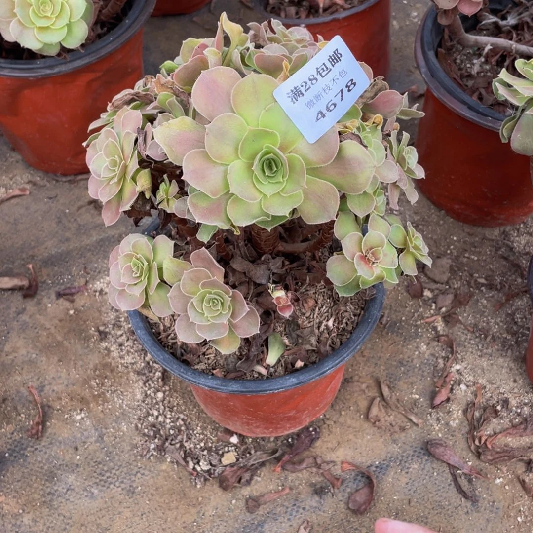 4678雅典娜法师多肉断枝不包不售后