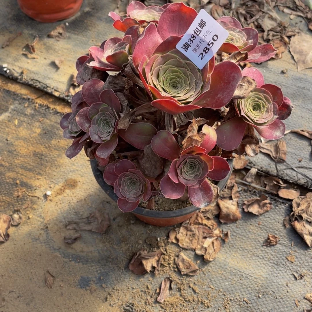 2850美金法师多肉断枝不包不售后