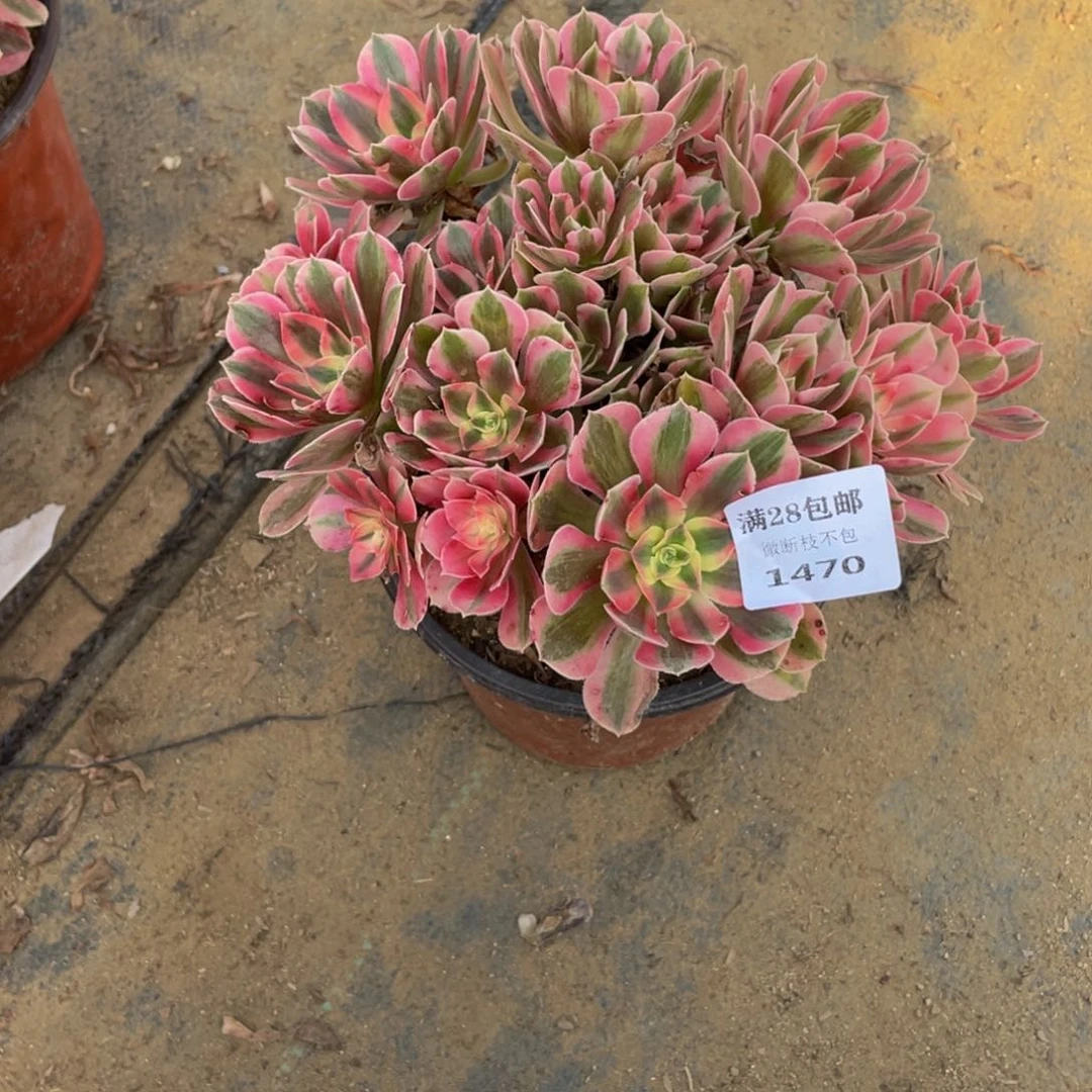 1470分女法师多肉断枝不包