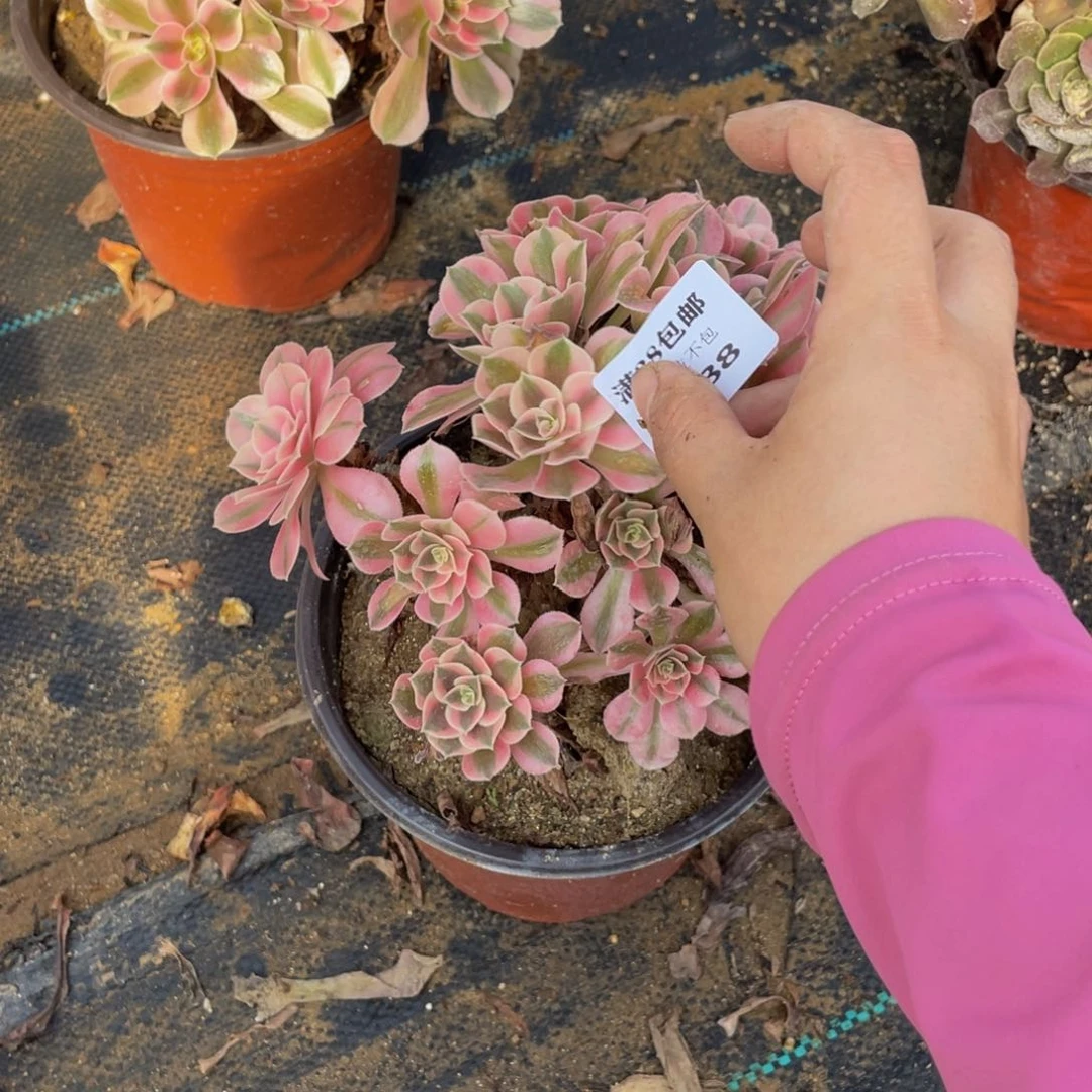 2588分女巫法师多肉断枝不包不售后