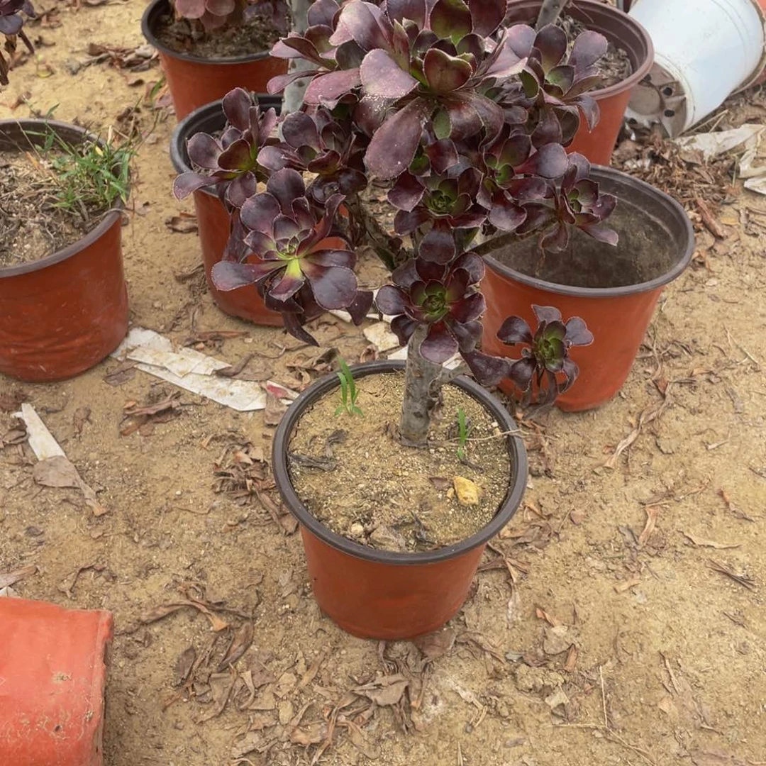 1059黑法师法师多肉断枝不包