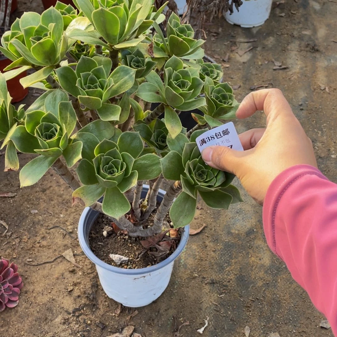 2807享福法师多肉断枝不包不售后